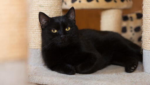 Are black cats usually male best sale or female